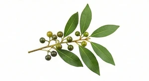 Litsea Cubeba