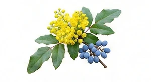 Mahonia