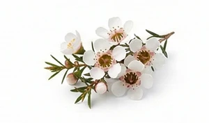 Manuka