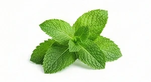 Mięta