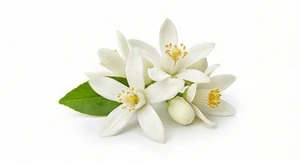 Neroli tunezyjskie