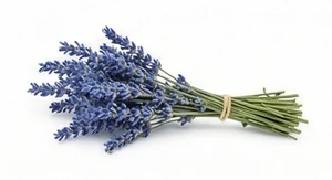 Niebieska lawenda