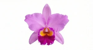 Orchidea Cattleya