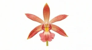 Orchidea koralowa