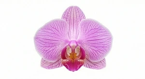 Orchidea