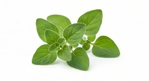 Oregano