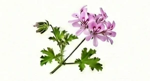 Pelargonia egipska