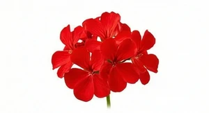 Pelargonia