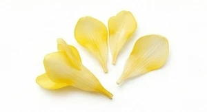 Płatki afrykańskiej frezji