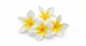 Plumeria