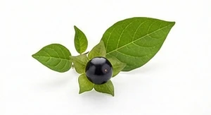 Pokrzyk wilcza jagoda