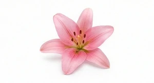 Różowa lilia