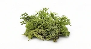 Serbski mech dębowy