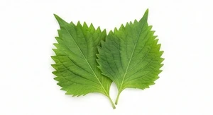 Shiso