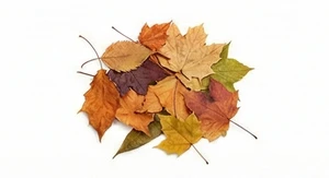 Suszone opadłe liście