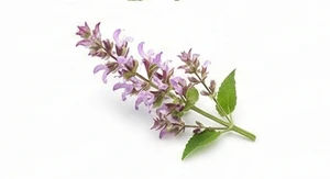 Szałwia muszkatołowa