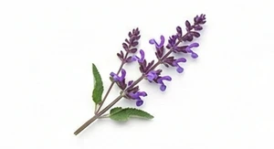 Szałwia południowoafrykańska