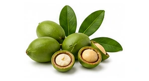 Tamanu