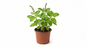 Tulsi