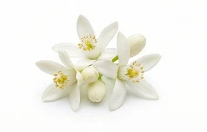 Tunezyjski kwiat pomarańczy