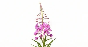 Wierzbówka kiprzyca