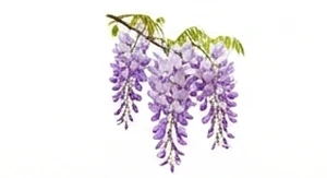 Wisteria