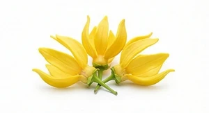 Ylang-ylang z Madagaskaru