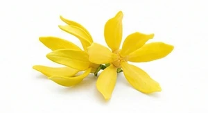Ylang-ylang