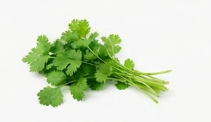 Zielona kolendra