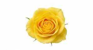 Żółta róża