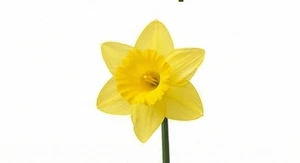 Żółty narcyz